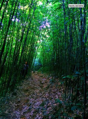  “The Magical Bamboo Forest” 探索越南古老神話中的自然神力！